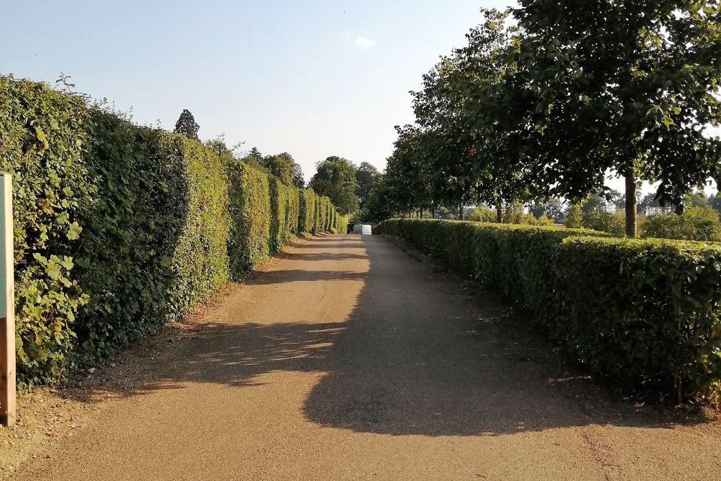 stal-zywoplot-jakie-ogrodzenie-wybrac